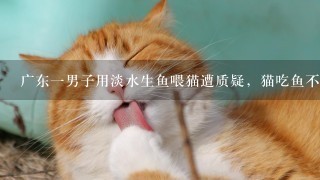 广东一男子用淡水生鱼喂猫遭质疑，猫吃鱼不是“天经