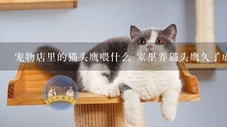 宠物店里的猫头鹰喂什么 家里养猫头鹰久了成本大 我想知道宠物店里的都喂什