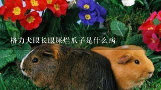 格力犬眼长眼屎烂爪子是什么病