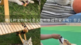 哪几种宠物狗可爱又聪明很适合家养呢？什么狗最可爱