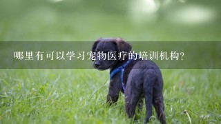 哪里有可以学习宠物医疗的培训机构？