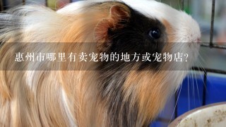 惠州市哪里有卖宠物的地方或宠物店？