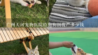 广州天河宠物医院给狗狗剖腹产多少钱
