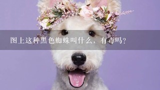 图上这种黑色蜘蛛叫什么，有毒吗？