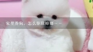 家里养狗，怎么驱除蟑螂～～