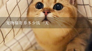 宠物猫寄养多少钱1天