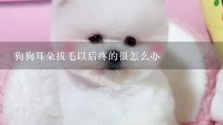 狗狗耳朵拔毛以后疼的很怎么办