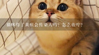 猫咪得了黄疸会传染人吗？怎么治疗？