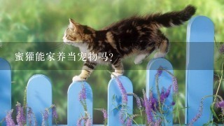 蜜獾能家养当宠物吗？