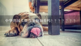 中华田园犬能当宠物狗养吗？？？？？？？