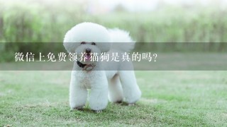 微信上免费领养猫狗是真的吗？