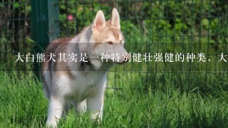 大白熊犬其实是1种特别健壮强健的种类，大白熊犬的