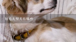 短毛大型犬有哪些