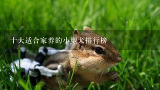 十大适合家养的小型犬排行榜