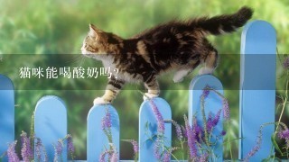 猫咪能喝酸奶吗？