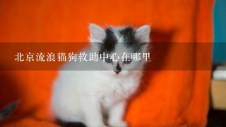 北京流浪猫狗救助中心在哪里