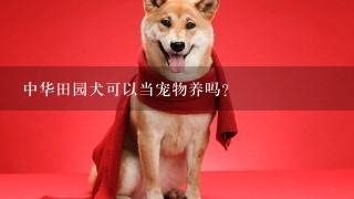 中华田园犬可以当宠物养吗？