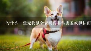 为什么一些宠物鼠会表现得非常害羞或胆怯而另一些则很活跃？