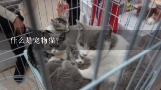 什么是宠物猫？