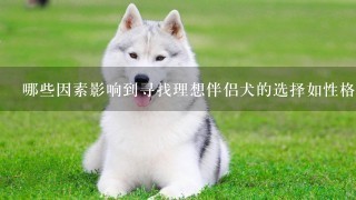 哪些因素影响到寻找理想伴侣犬的选择如性格特征以及如何找到合适的伙伴？