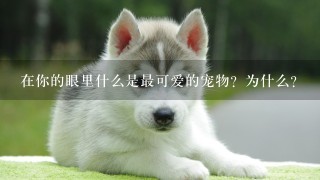 在你的眼里什么是最可爱的宠物？为什么？