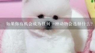 如果你有机会成为任何一种动物会选择什么？为什么呢？