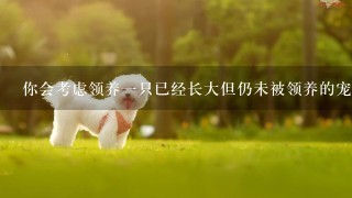 你会考虑领养一只已经长大但仍未被领养的宠物狗吗