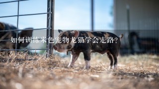 如何训练米色宠物龙猫学会走路