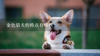 金色猎犬的特点有哪些