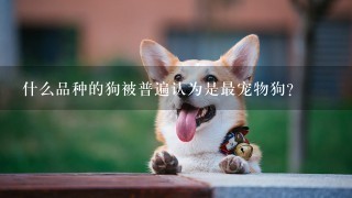 什么品种的狗被普遍认为是最宠物狗