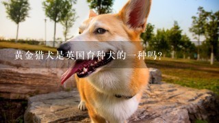 黄金猎犬是英国育种犬的一种吗