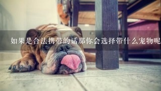 如果是合法携带的话那你会选择带什么宠物呢