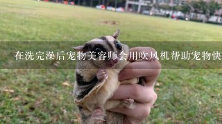 在洗完澡后宠物美容师会用吹风机帮助宠物快速干燥身体以及去除多余毛发等吗