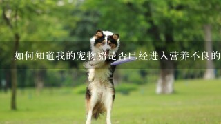 如何知道我的宠物貂是否已经进入营养不良的状态