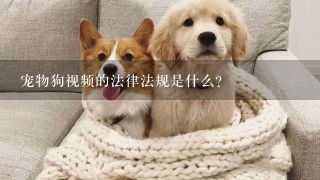 宠物狗视频的法律法规是什么?