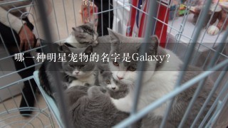 哪一种明星宠物的名字是Galaxy?