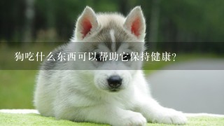 狗吃什么东西可以帮助它保持健康?