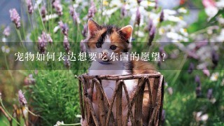 宠物如何表达想要吃东西的愿望?