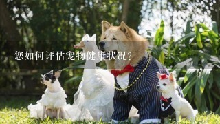 您如何评估宠物健康状况?