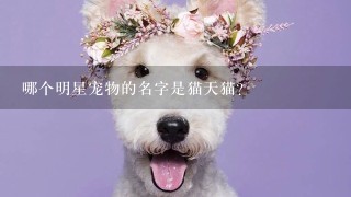 哪个明星宠物的名字是猫天猫?