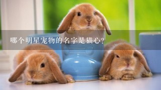 哪个明星宠物的名字是猫心?