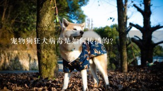 宠物狗狂犬病毒是如何传播的?