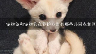 宠物兔和宠物狗在养护方面有哪些共同点和区别?