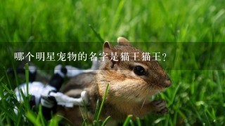 哪个明星宠物的名字是猫王猫王?