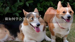 猫如何学会用毛线编织?