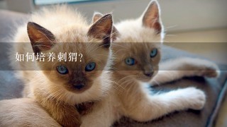 如何培养刺猬?