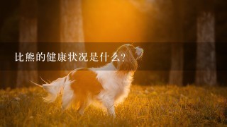 比熊的健康状况是什么?