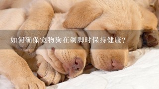 如何确保宠物狗在剃脚时保持健康?