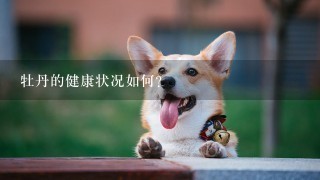 牡丹的健康状况如何?