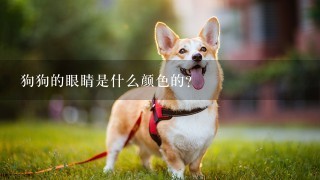 狗狗的眼睛是什么颜色的?